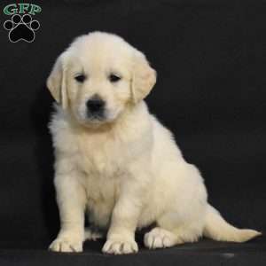 Jewel, English Cream Golden Retriever Puppy